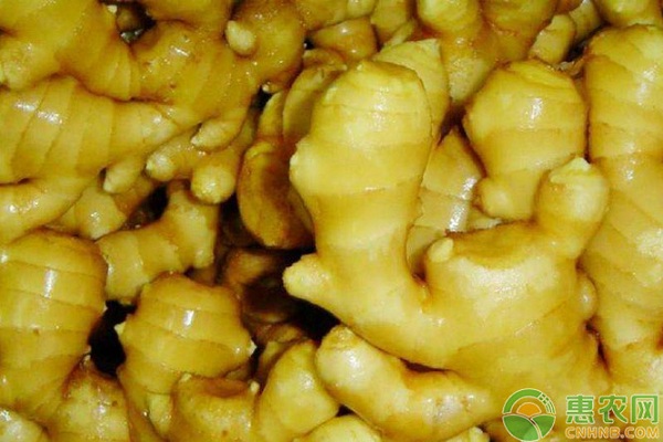 姜什么时候种植最好？-图片版权归惠农网所有