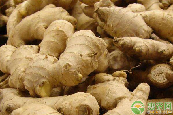 姜什么时候种植最好？-图片版权归惠农网所有