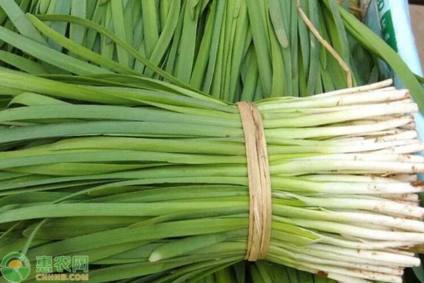 韭菜種植技術(shù)和時(shí)間-圖片版權(quán)歸惠農(nóng)網(wǎng)所有