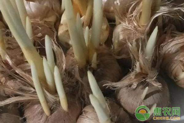 藏红花种球的盆栽种植方法-图片版权归惠农网所有