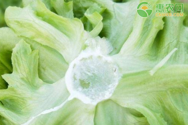生菜什么時候播種最好？-圖片版權(quán)歸惠農(nóng)網(wǎng)所有