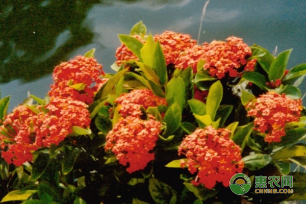 龍船花的養(yǎng)殖方法和注意事項(xiàng)-圖片版權(quán)歸惠農(nóng)網(wǎng)所有