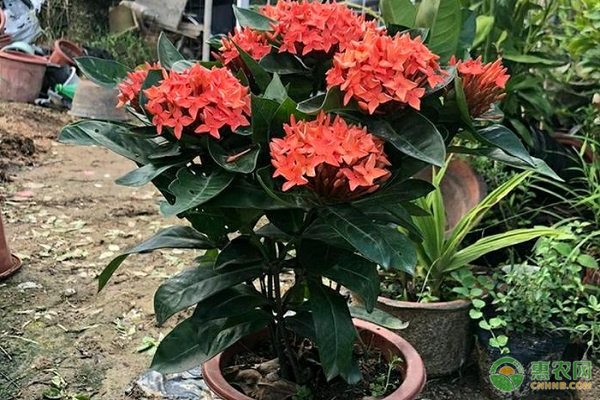 龍船花的養(yǎng)殖方法和注意事項(xiàng)-圖片版權(quán)歸惠農(nóng)網(wǎng)所有