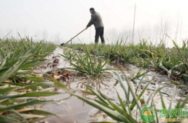 小麥哪些要冬灌？什么時候進行冬灌？-圖片版權歸惠農(nóng)網(wǎng)所有