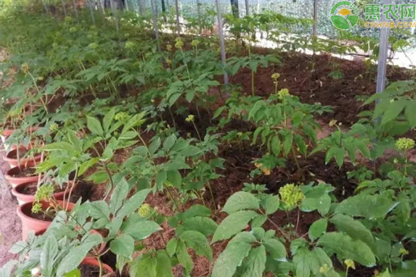 人参的种植方法和条件-图片版权归惠农网所有