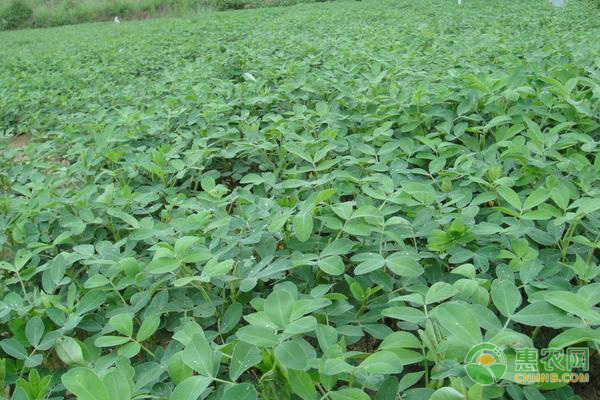 花生怎么種？-圖片版權(quán)歸惠農(nóng)網(wǎng)所有