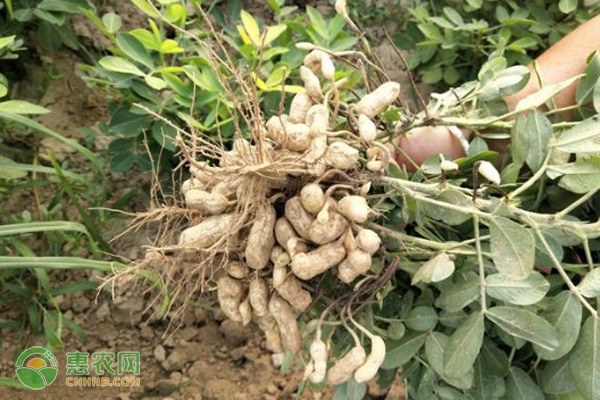 花生怎么種？-圖片版權(quán)歸惠農(nóng)網(wǎng)所有