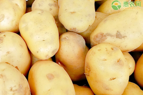 秋土豆什么時(shí)間種最佳？-圖片版權(quán)歸惠農(nóng)網(wǎng)所有