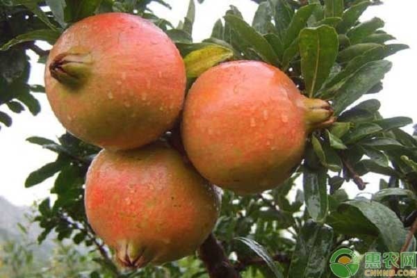 石榴澆水的正確方法-圖片版權(quán)歸惠農(nóng)網(wǎng)所有