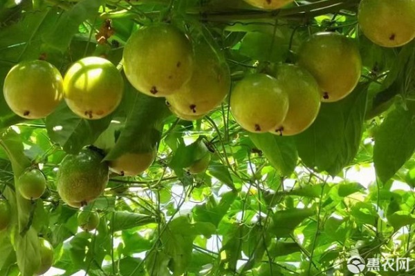 黃金百香果種植技術(shù)要領(lǐng)-圖片版權(quán)歸惠農(nóng)網(wǎng)所有