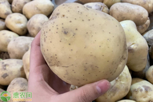 秋土豆什么時(shí)間種最佳？-圖片版權(quán)歸惠農(nóng)網(wǎng)所有