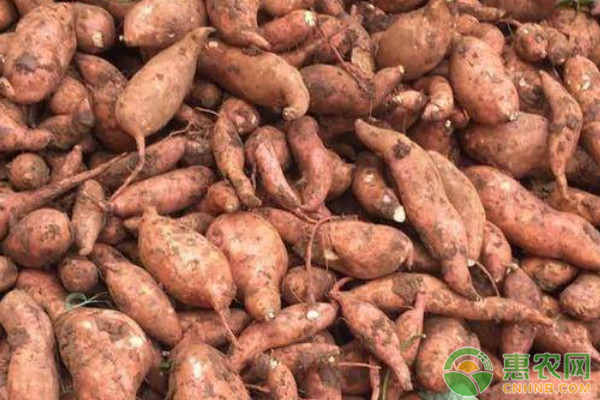 紅薯什么時候種植最好？-圖片版權(quán)歸惠農(nóng)網(wǎng)所有