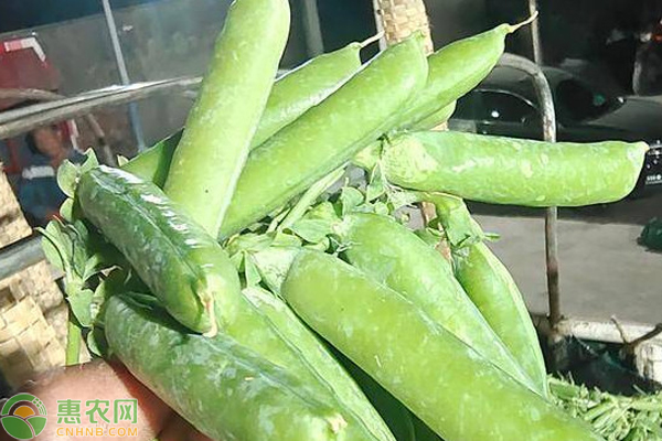 豌豆種植時(shí)間和方法-圖片版權(quán)歸惠農(nóng)網(wǎng)所有