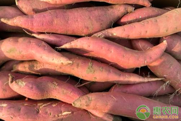 紅薯什么時候種植最好？-圖片版權(quán)歸惠農(nóng)網(wǎng)所有