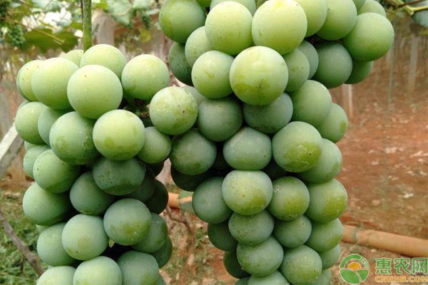 水晶葡萄栽培技術(shù)-圖片版權(quán)歸惠農(nóng)網(wǎng)所有