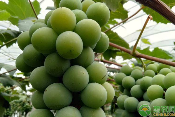 水晶葡萄栽培技術(shù)-圖片版權(quán)歸惠農(nóng)網(wǎng)所有