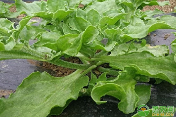 冰菜在北方的種植條件與技術(shù)-圖片版權(quán)歸惠農(nóng)網(wǎng)所有