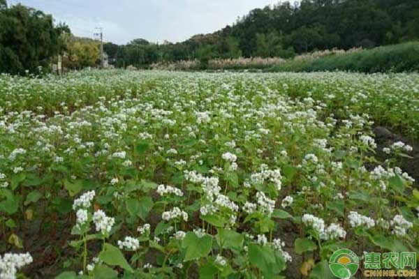 荞麦种植技术和方法-图片版权归惠农网所有