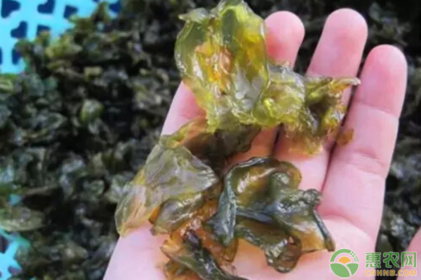 地皮菜怎么種植？-圖片版權(quán)歸惠農(nóng)網(wǎng)所有