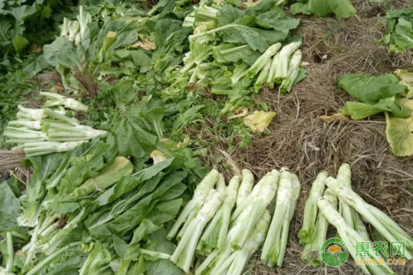 棒菜種植時(shí)間和方法-圖片版權(quán)歸惠農(nóng)網(wǎng)所有