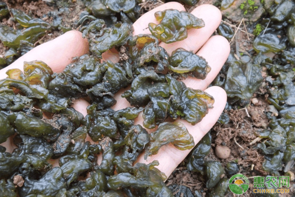 地皮菜怎么種植？-圖片版權(quán)歸惠農(nóng)網(wǎng)所有