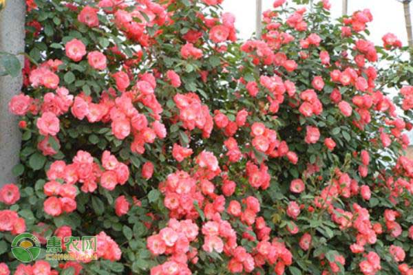 爬藤月季種植方法和注意事項(xiàng)-圖片版權(quán)歸惠農(nóng)網(wǎng)所有