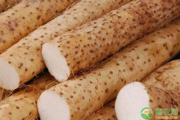 山藥種植方法和時(shí)間-圖片版權(quán)歸惠農(nóng)網(wǎng)所有