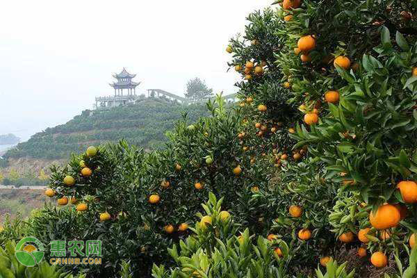 红美人柑橘种植技术与管理-图片版权归惠农网所有