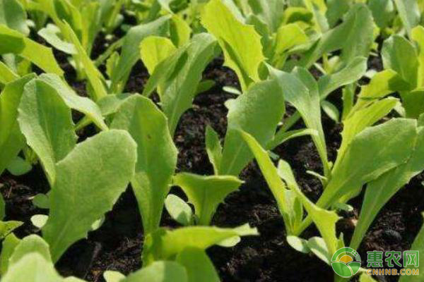 菜心種植時間和方法-圖片版權歸惠農(nóng)網(wǎng)所有