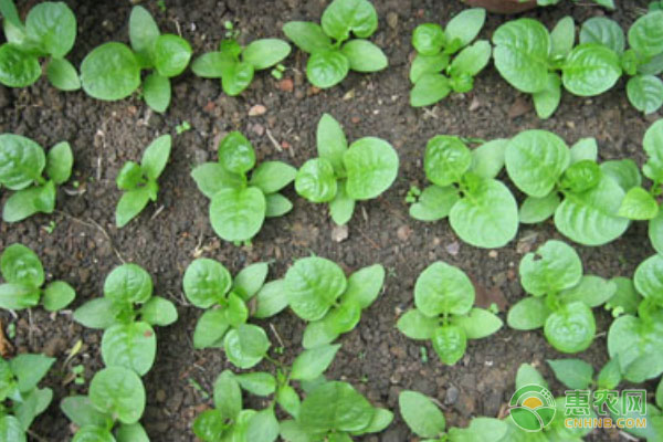 菜心種植時間和方法-圖片版權歸惠農(nóng)網(wǎng)所有