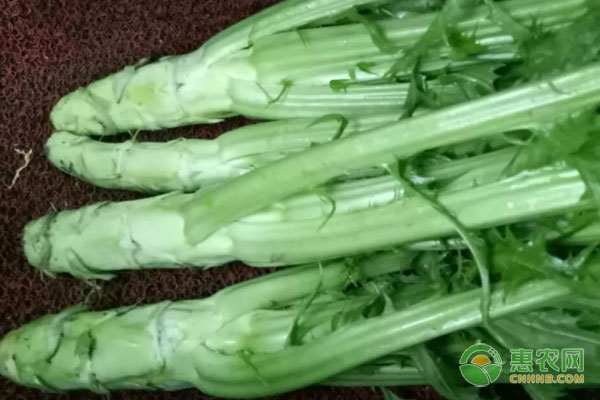 棒菜種植時(shí)間和方法-圖片版權(quán)歸惠農(nóng)網(wǎng)所有