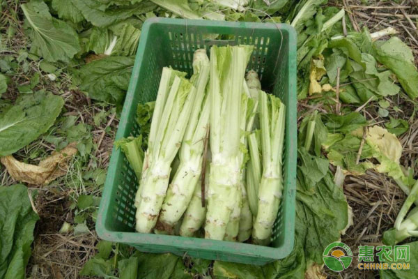 棒菜種植時(shí)間和方法-圖片版權(quán)歸惠農(nóng)網(wǎng)所有