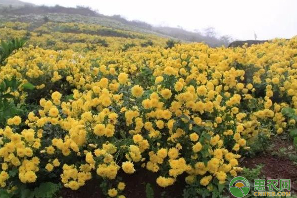 菊花的田間管理包括哪些？-圖片版權(quán)歸惠農(nóng)網(wǎng)所有