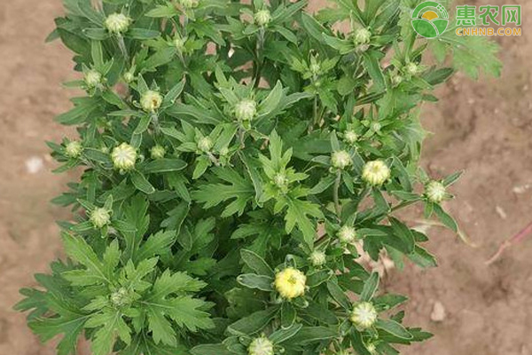 菊花的田間管理包括哪些？-圖片版權(quán)歸惠農(nóng)網(wǎng)所有