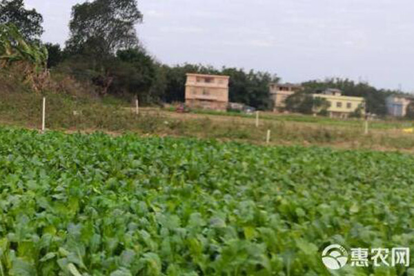 葉用蘿卜的種植方法-圖片版權(quán)歸惠農(nóng)網(wǎng)所有