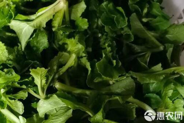 葉用蘿卜的種植方法-圖片版權(quán)歸惠農(nóng)網(wǎng)所有