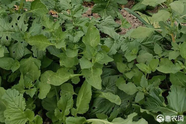 葉用蘿卜的種植方法-圖片版權(quán)歸惠農(nóng)網(wǎng)所有