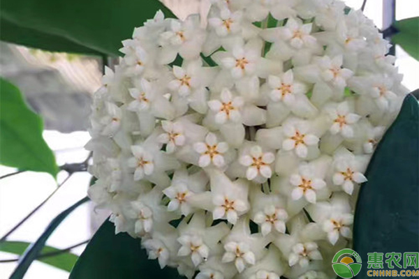 球兰花的种植方法及养护-图片版权归惠农网所有