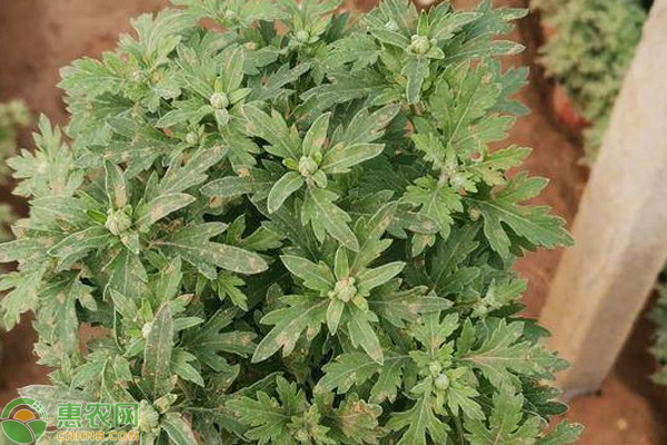菊花的田間管理包括哪些？-圖片版權(quán)歸惠農(nóng)網(wǎng)所有