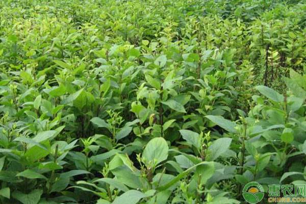 玄參種植技術(shù)與栽培管理-圖片版權(quán)歸惠農(nóng)網(wǎng)所有