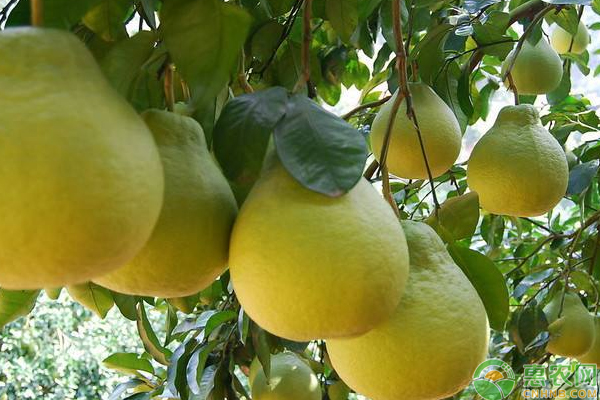 柚子種植栽培管理技術(shù)-圖片版權(quán)歸惠農(nóng)網(wǎng)所有