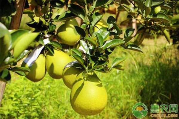 柚子種植栽培管理技術(shù)-圖片版權(quán)歸惠農(nóng)網(wǎng)所有