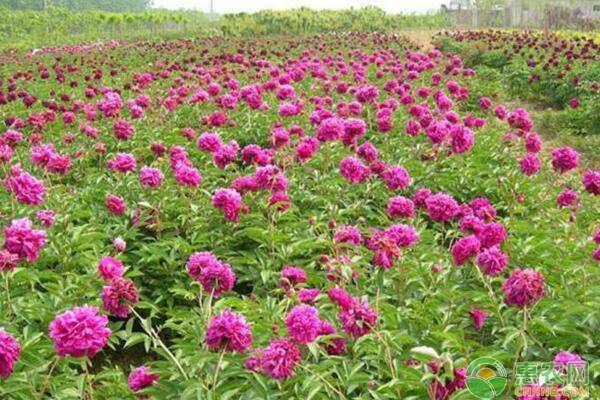 新手養(yǎng)牡丹花的方法-圖片版權(quán)歸惠農(nóng)網(wǎng)所有