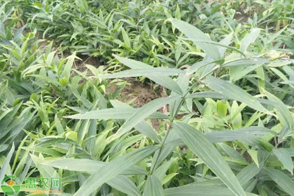 黃精的種植方法及條件-圖片版權歸惠農(nóng)網(wǎng)所有