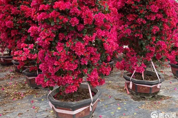三角梅怎么修剪才開(kāi)花？-圖片版權(quán)歸惠農(nóng)網(wǎng)所有