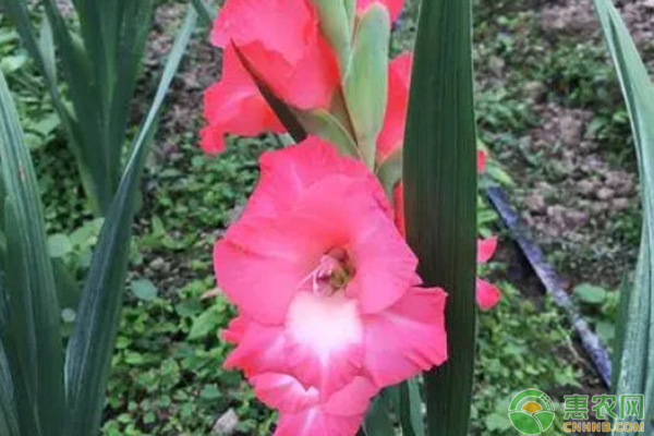劍蘭種球種植方法和時間-圖片版權(quán)歸惠農(nóng)網(wǎng)所有