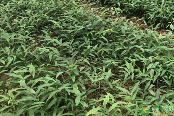 黃精的種植方法及條件-圖片版權歸惠農(nóng)網(wǎng)所有