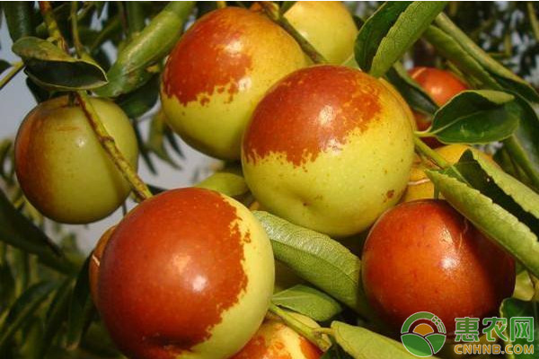 棗樹(shù)如何修剪？-圖片版權(quán)歸惠農(nóng)網(wǎng)所有