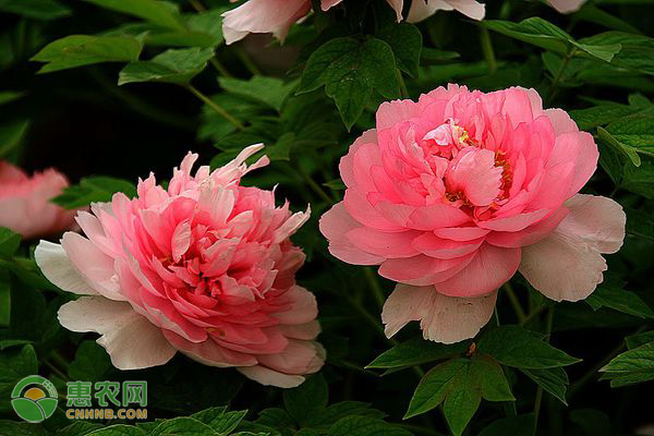 牡丹什么時候栽種最好？-圖片版權(quán)歸惠農(nóng)網(wǎng)所有