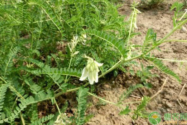 黄芪的种植方法及气候条件-图片版权归惠农网所有